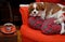 Lady relaxing with her dog (Cavalier King Charles spaniel) by th