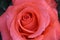 Lady Rose Flower Petals Glowing 01
