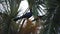 Lady Ross`s Turaco in Africa`s Trees