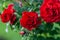 Lady Ryder of Warsaw rich crimson red roses - english shrub rose by Harkness