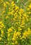 Lady\'s bedstraw (Galium verum)