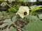 Lady`s fingers flower because of the long narrow .Keep the soil in the okra bed consistently moist until t