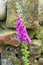 Lady`s Glove wildflower against a dry stone wall