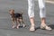 lady\'s legs wearing sandals with her Chihuahua doggy