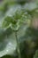 Lady\'s Mantel leaf with dew