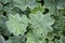 Lady\'s Mantle (Alchemilla vulgaris)