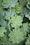 Lady\'s Mantle (Alchemilla vulgaris)