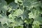 Lady\'s Mantle (Alchemilla vulgaris)