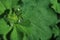 Lady\\\'s mantle (Alchemilla) with water drops