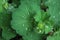 Lady\\\'s mantle (Alchemilla) with water drops
