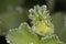 Lady`s mantle herb with water drops of the morning dense