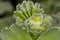 Lady`s mantle herb with water drops of the morning dense