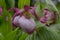 Lady’s Slipper Cypripedium Sabine, flower in close-up