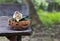 Lady`s slipper flower on wooden table.