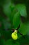 Lady\'s Slipper Orchid, Cypripedium calceolus, flowering European terrestrial wild orchid, nature habitat