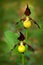 Lady`s Slipper Orchid, Cypripedium calceolus, flowering European terrestrial wild orchid, nature habitat, detail of bloom, green c