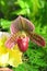 Lady\'s Slipper Orchid Flower