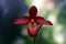 Lady`s slipper orchid flower close-up, orchid species, Cypripedium
