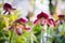 Lady`s Slipper orchid flower Paphiopedilum purple colour in