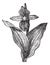 Lady`s Slipper Orchid or Lady Slipper Orchid or Slipper Orchid or Cypripedium spectabile, vintage engraving