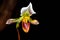 Lady\'s Slipper Orchid (Paphiopedilum)