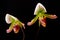 Lady\'s Slipper Orchid (Paphiopedilum)