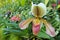 Lady\'s slipper pitcher orchid