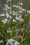 Lady`s smock Cardamine pratensis