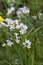 Lady`s smock Cardamine pratensis