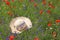 Lady`s straw hat lying in a colorful wildflower meadow