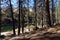 Lady, Sandy Beach, Payette River, Pine Forest, Idaho