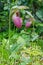 Lady Slipper