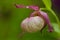 Lady slipper orchid (Cypripedium)