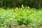 Lady slipper orchid Cypripedium calceolus