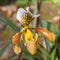 Lady Slipper Orchid Paphiopedilum.