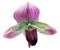 Lady slipper orchid - Paphiopedilum maudiae.