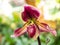 Lady slipper orchid is unique shape