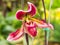 Lady slipper orchid is unique shape