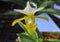 Lady Slipper. Paphiopedilum, Lady`s Slipper. slipper orchid. Variety of Lady Slipper.