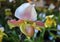 Lady Slipper. Paphiopedilum, Lady`s Slipper. slipper orchid. Variety of Lady Slipper.