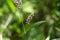 Lady Thumb plant (Persicaria maculosa)