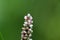 Lady Thumb plant (Persicaria maculosa)