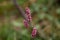 Lady Thumb plant (Persicaria maculosa)