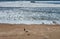 Lady walking dog in the morning on a beach in southern California