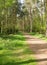 Lady walking a dog on the path between the tall trees on the Sandringham Estate, Norfolk