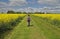 Lady walking between Fields of Yellow Rapeseed