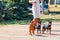 A lady walks three dwarf pinschers on a leash in a city park