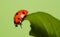 Ladybeetle