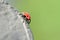 Ladybeetle