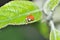 Ladybeetle